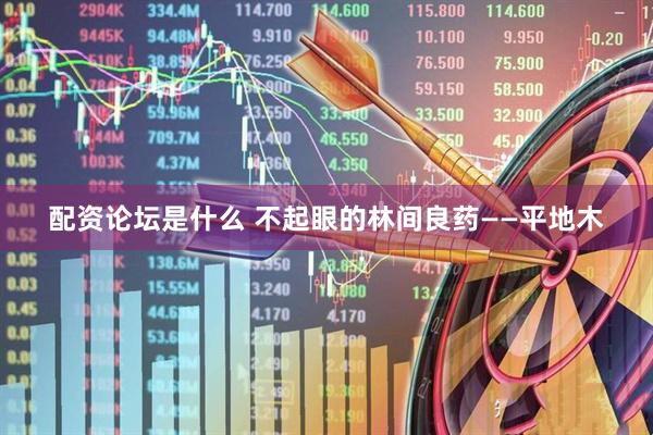 配资论坛是什么 不起眼的林间良药——平地木